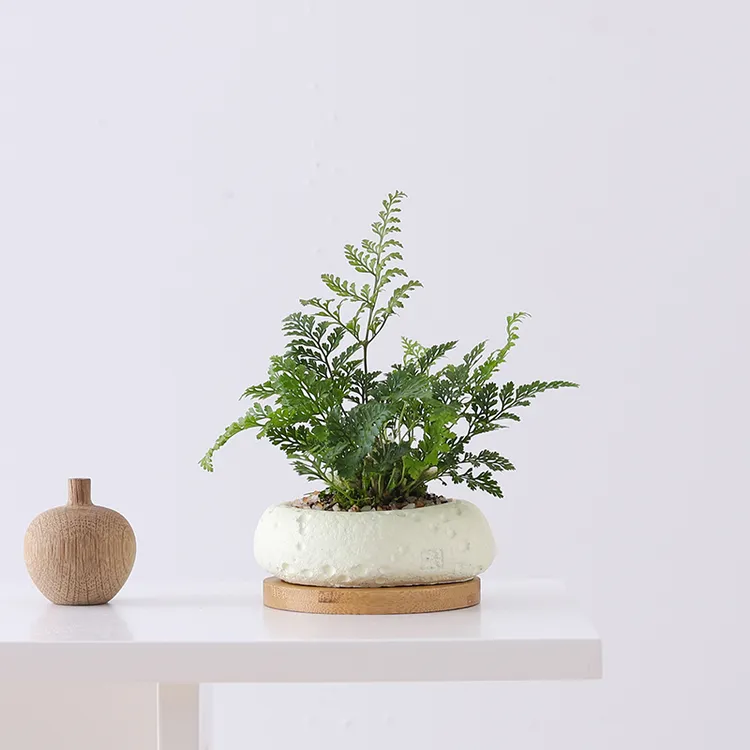 狼尾蕨盆栽迷你植物创意好养室内办公室摆件净化空气绿植盆景花卉