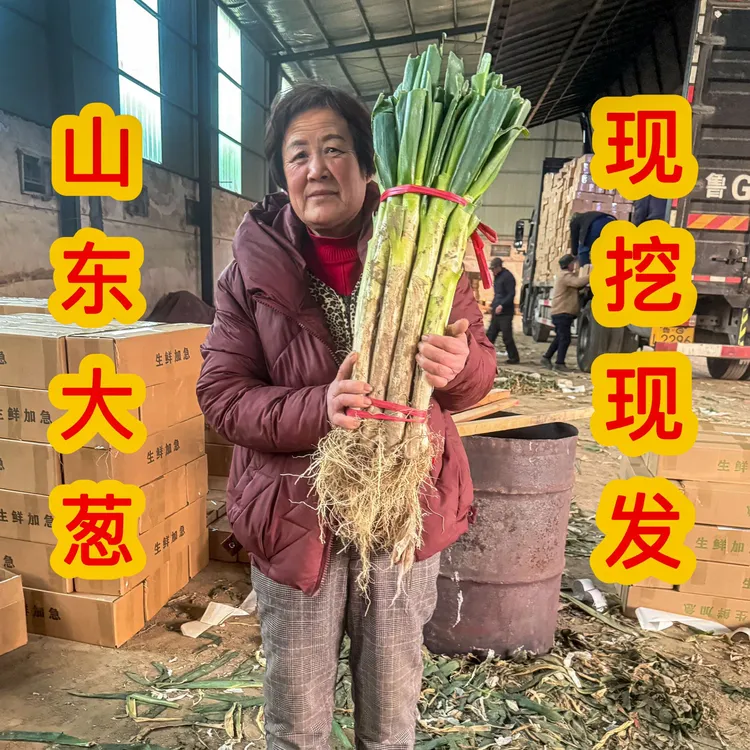 2025铁杆大葱山东安丘大葱新鲜现挖现发新鲜蔬菜产地直发山东大葱