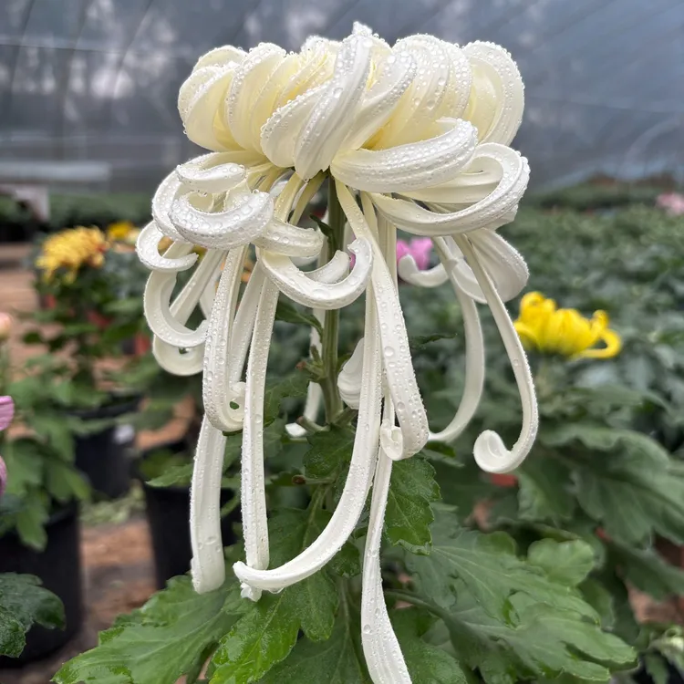 【独本菊·瑞云殿】大花九月菊秋菊立秋植物盆栽地栽多年生植物