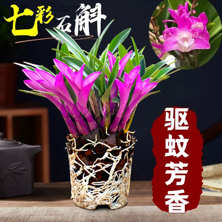 七彩香水石斛兰花四季开好养绿植浓香型石斛改善睡眠绿植净化空气