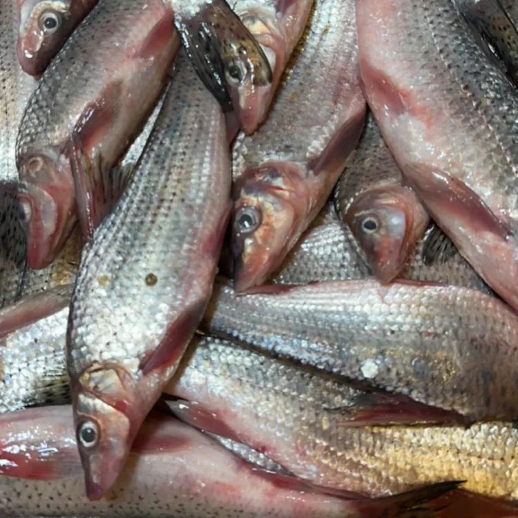 兴凯湖虫虫鱼 特大条（季花鱼）