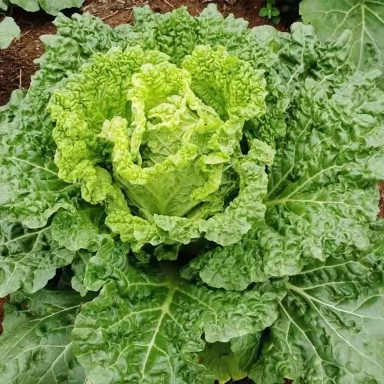 （顺丰包邮）贵州露天农家自种 麻叶白菜