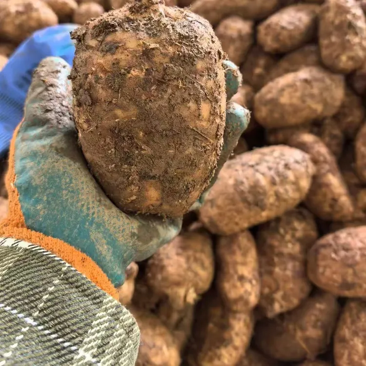 云南昭通小草坝天麻天麻新鲜云南天麻采挖正宗云南昭通小草坝天麻