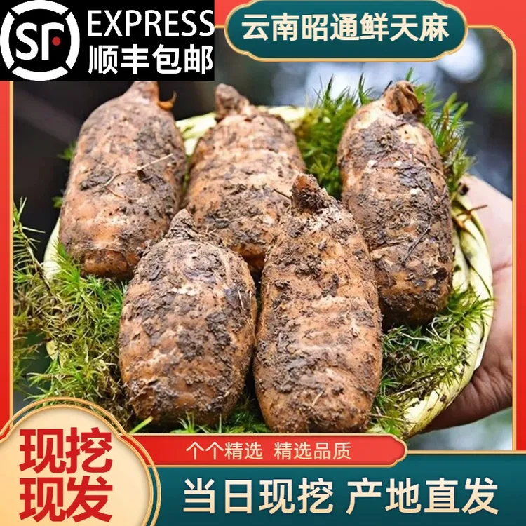 【净重5斤麻王】小草坝新鲜天麻云南昭通小草坝新鲜天麻顺丰包邮