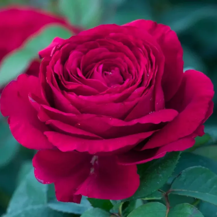 稀有紫色幽梦玫瑰鲜花玫瑰花盆栽室内外阳台种植四季开花好养易活