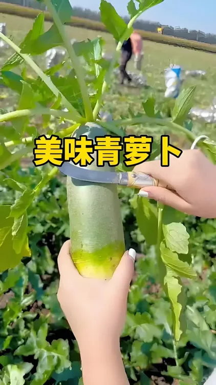大青萝卜种子高产生吃青萝卜蔬菜种子农家庭院阳台盆栽易种植