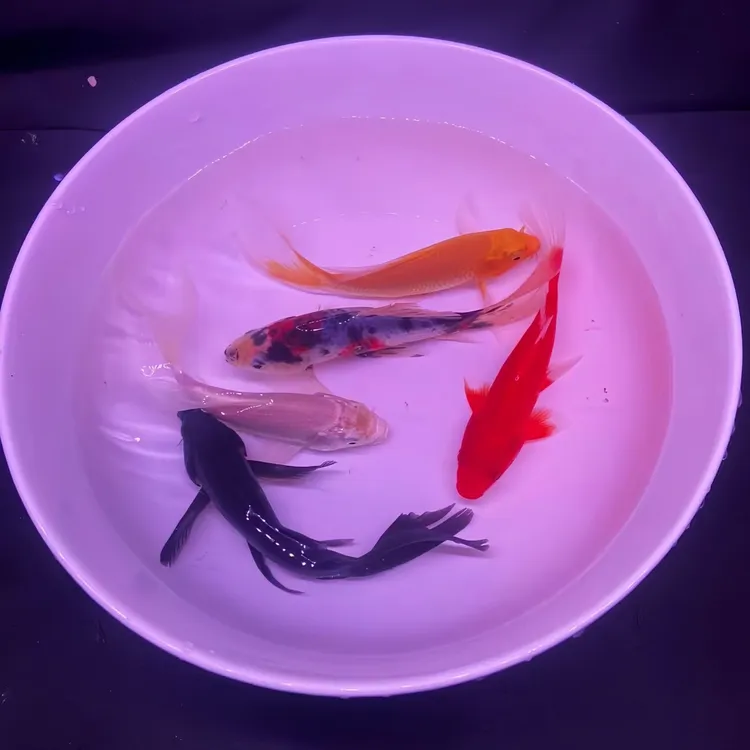五福临门锦鲤黄金红草金冷水观赏鱼红白黑黄金淡水水族包路损耐活