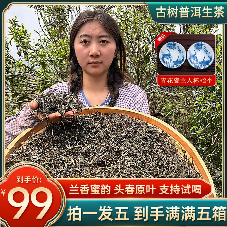【新茶上市】2025年云南古树普洱生茶 头春采摘 回甘持久送杯子包邮