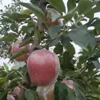 青泽农场-本地老品种红星苹果脆甜多汁5斤/8斤天津市