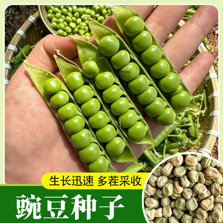 台湾长寿仁豌豆种子籽大粒荚长饱满高产甜豌豆荚春秋甜脆豌豆籽孑