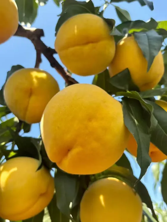 四川省宜宾市屏山县锦绣红心黄桃