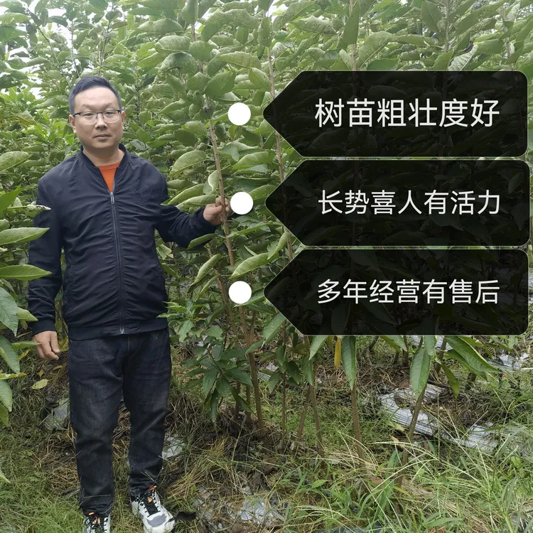 肥樱团（2）一年生大樱桃苗车厘子苗组培根系优良品种苗