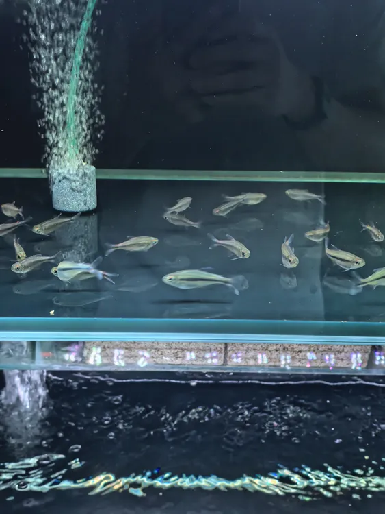 众鑫水族【野生】火焰法拉利