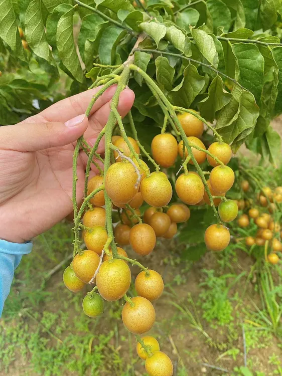 黑金刚，香蜜黄皮十斤装包邮