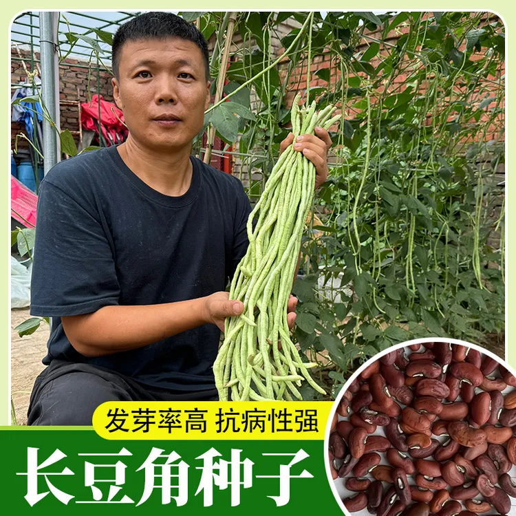 长豆角种子苗秧豇豆四季豆蔬菜种籽大全孑豆角苗豆种无架豆角芸豆