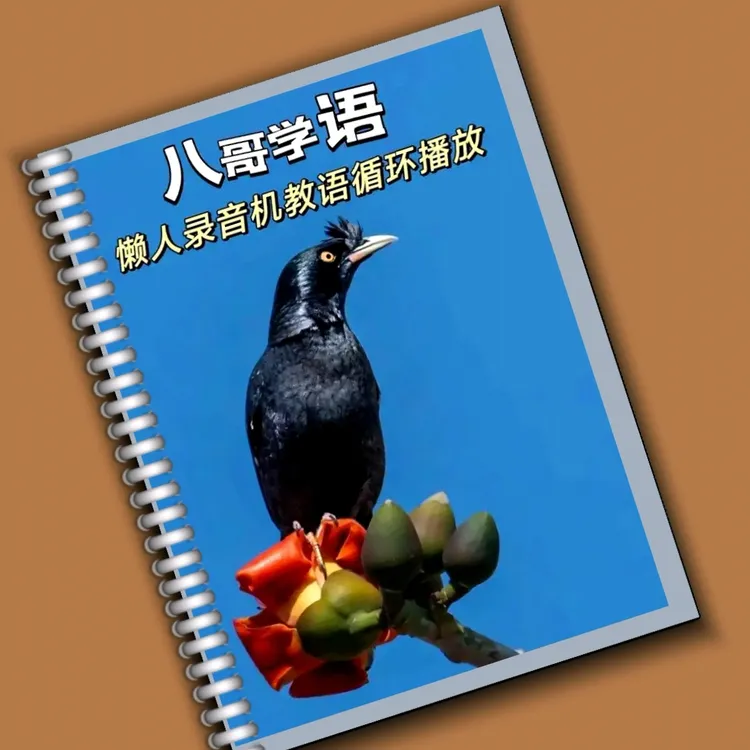 八哥教语卡片学语卡音乐卡