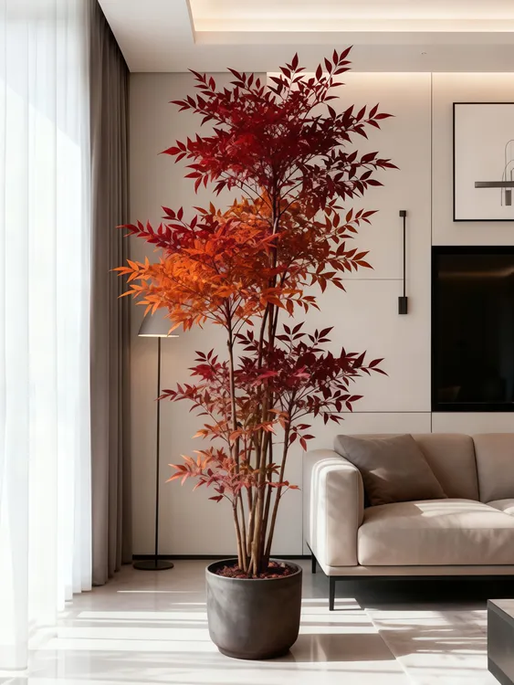 南天竹盆栽室内外绿植耐寒耐热温度低叶片越红四季常青