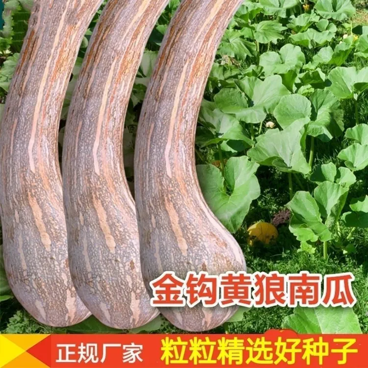 精品牛腿金钩南瓜南狼南瓜超甜香甜糯庭院阳台春秋南瓜品种大全