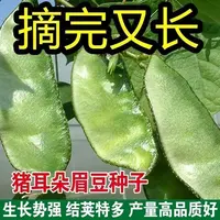 【满5包/包邮】正宗绿眉豆种子娥眉豆四季扁豆角种子蔬菜种子