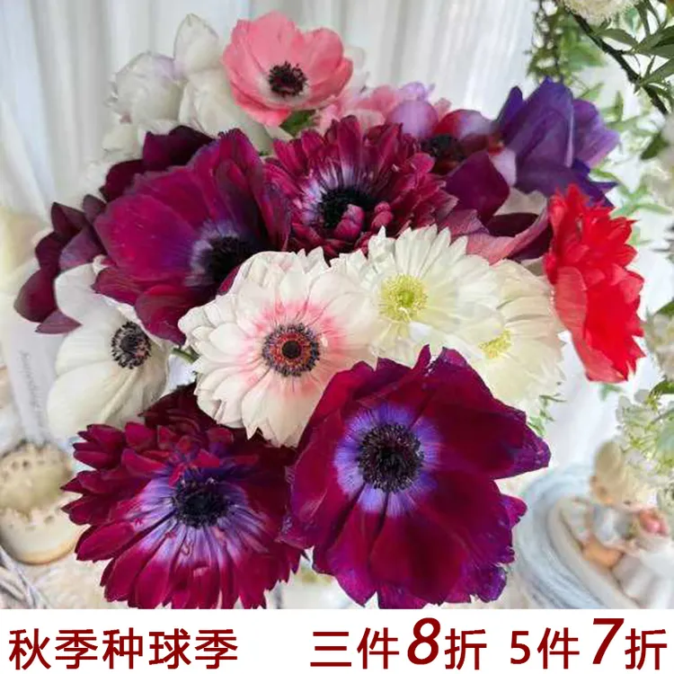 花自开银莲花种球多年生球根花卉阳台庭院耐寒新手好养球根花卉