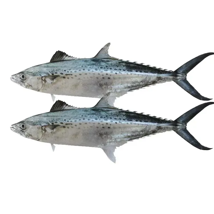 神泉本港白鱼正马胶5斤广东包邮,帮杀好发4条,去腮去内脏4斤以上