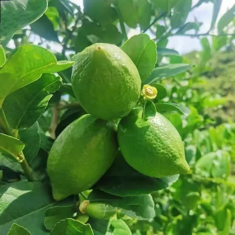 广东香水柠檬手打柠檬茶奶茶店专用鲜柠檬柠檬