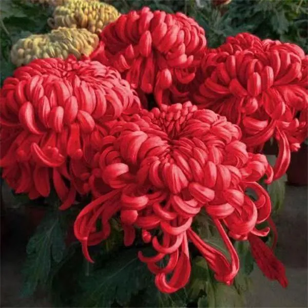 四季开花带花苞菊花盆栽耐寒适合室内外庭院种植花卉