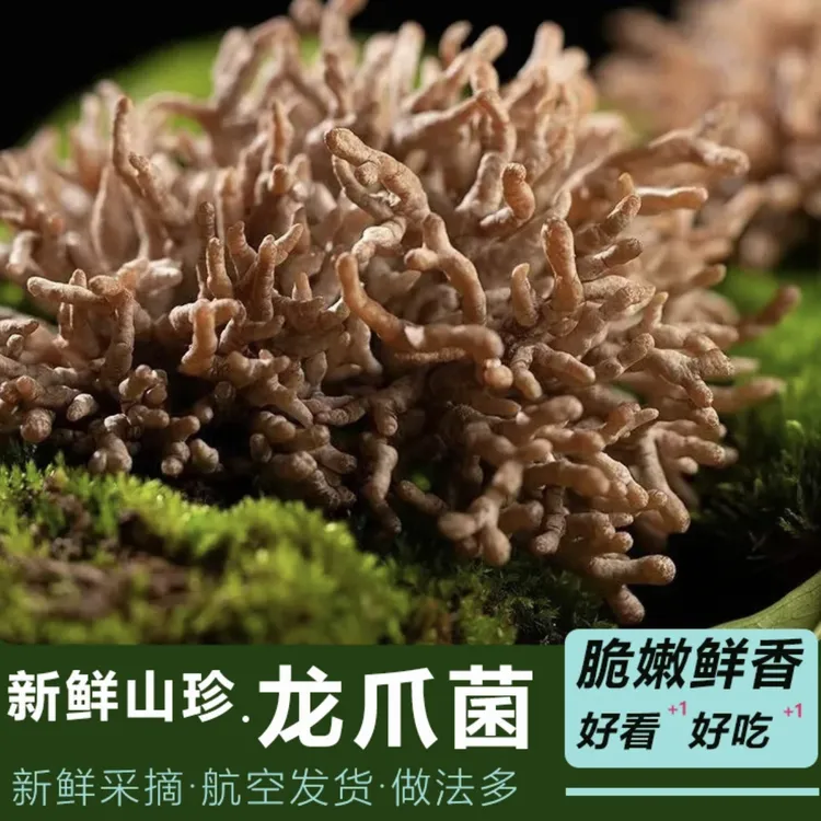 沃道菌鲜龙爪菌150克 嫩脆爽口芳香宜人山珍佳肴可炒可拌味鲜