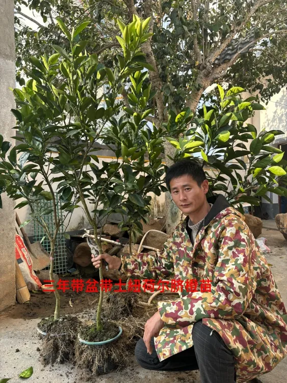 带盆带土贛南脐橙纽荷尔杯苗（三年. 二年杯苗）