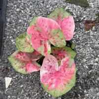 15-0924泰国发货西瓜