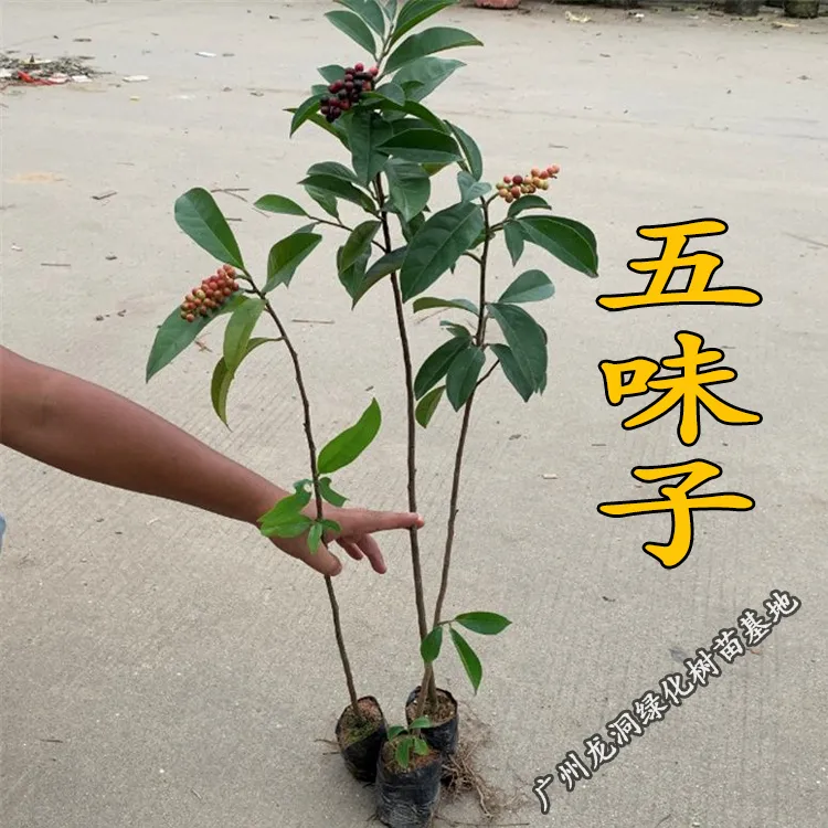 五味子树苗可食用泡酒南方五味子苗名贵庭院阳台绿化苗木药用植物