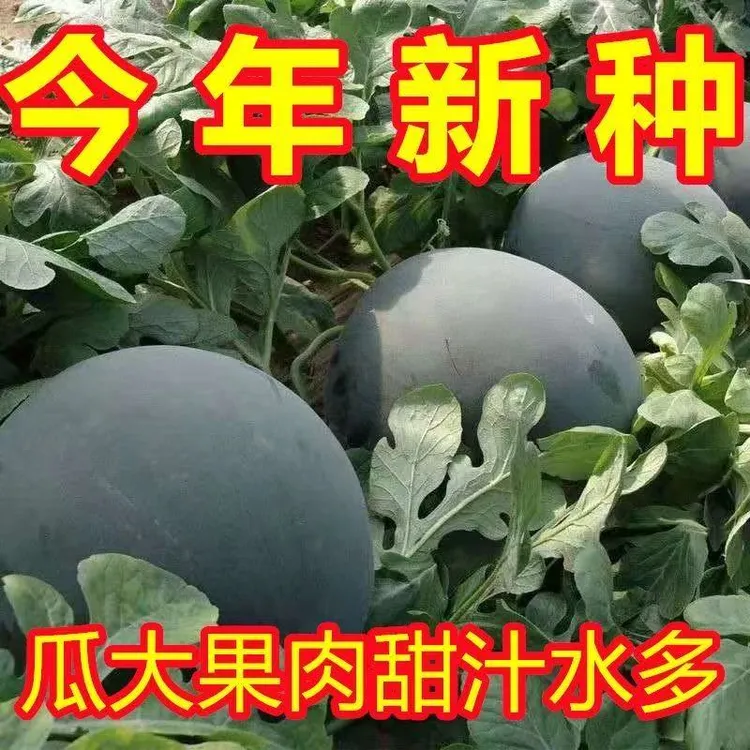黑皮无籽西瓜种子超甜高产薄皮红心特大西瓜种籽蔬菜水果种D