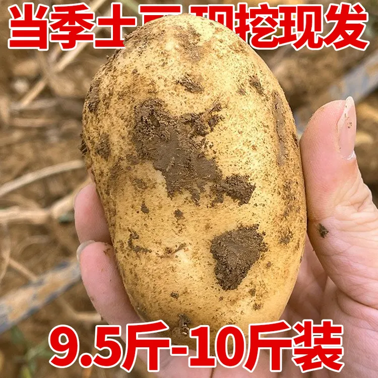 【直播】正宗黄皮黄心土豆农家高山种植新鲜当季蔬菜粉糯沙面洋芋