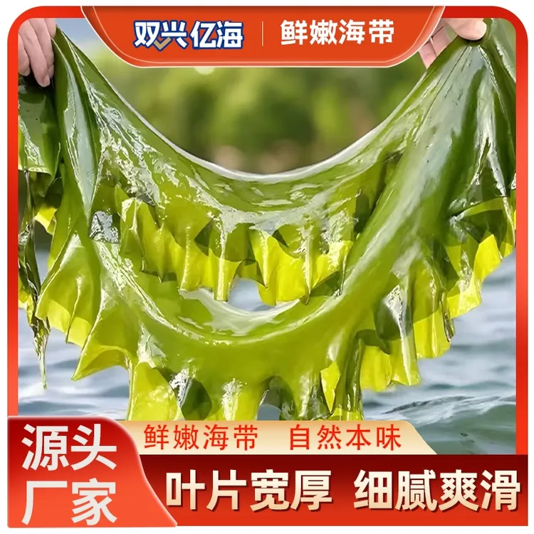 盐渍海带一棵菜干净无沙整颗菜包饭海带