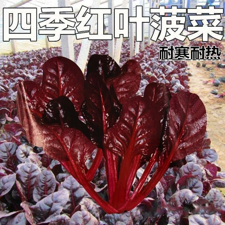 /爆款四季特色紫红菠菜种子耐寒耐热高产蔬菜种紫菠菜大叶小叶菠