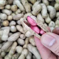 【庆娃代卖增收】鲜花生