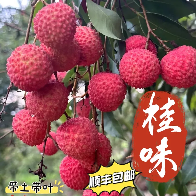 正宗桂味荔枝苗，带土带叶带原杯发货，顺丰包邮