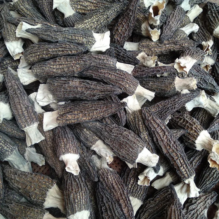 精品羊肚菌干货肉质饱满煲汤食材农户直销7-9cm