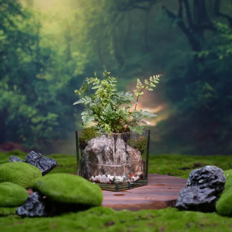 【新人福利】狼尾蕨8*8cm精品微景观办公室学习桌苔藓微景观