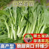 白菜苔秧苗脆甜爽口苔粗无渣白菜苔带土发货蔬菜秧苗农家小院种植