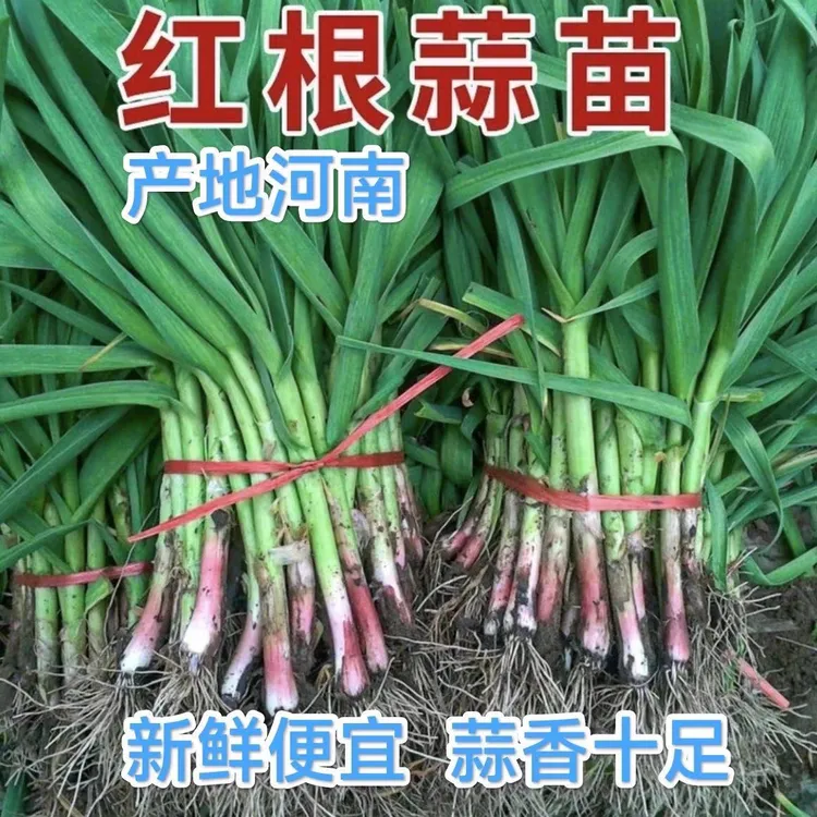 （无蓝帆）新鲜红根蒜苗现挖自种新鲜蒜香味批发应季蔬菜