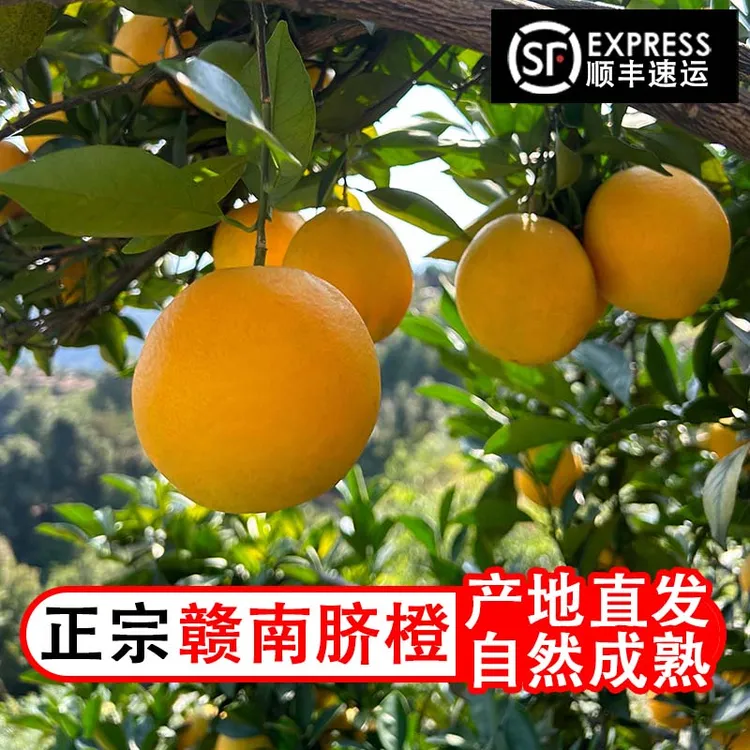 韩生专属【顺丰包邮】正宗赣南脐橙新鲜水果应季现摘现寻乌发货5/10斤