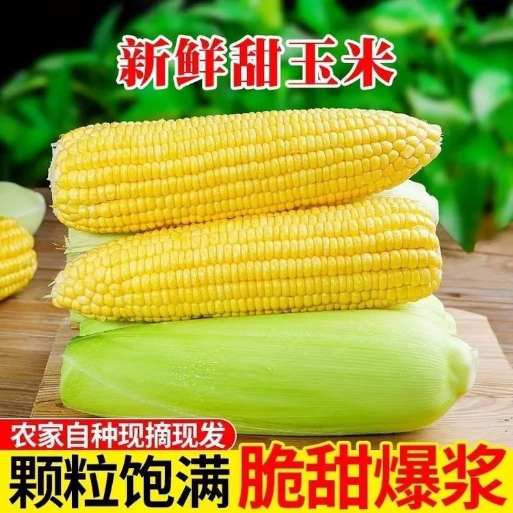 【水果玉米】云南水果玉米农家现摘新鲜甜玉米甜脆爆汁黄金水果玉米
