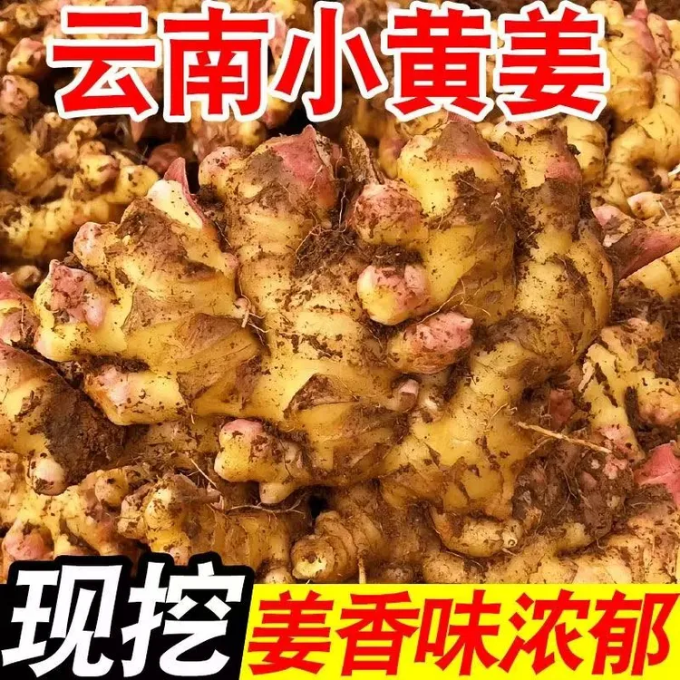 云南新鲜小黄姜土姜云南黄姜当季新鲜生姜高原新鲜小黄姜带泥土发
