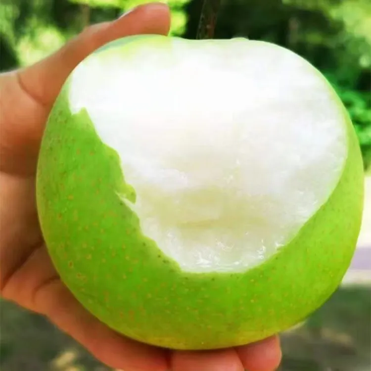 仁寿县曹家镇脆梨 鲜嫩多汁吃一个梨子 200g以上果 应季果