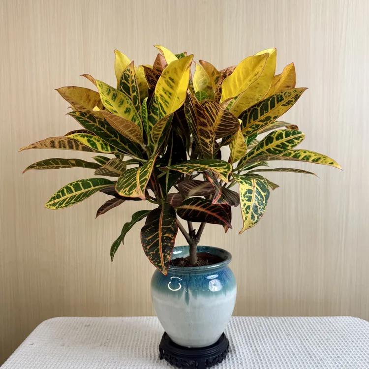 七彩变叶木金边红叶盆栽室内客厅阳台植物绿植室外