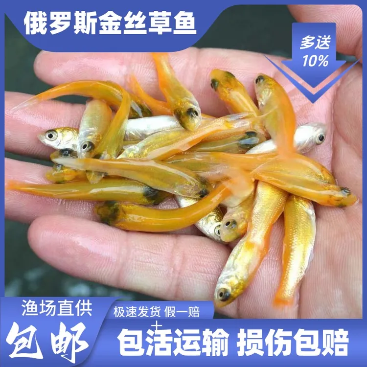 俄罗斯金丝草鱼 淡水养殖食用观赏冷水金丝皖 红黄金丝鱼2-12公分