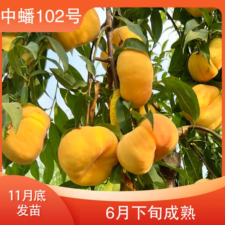 【中蟠102】桃树苗一级 全款 12月发苗 下单发赠品