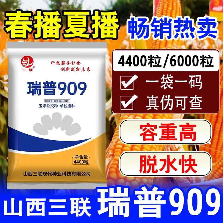 国审瑞普909玉米种子矮杆高产大棒抗病防锈病抗倒正品原种包谷种