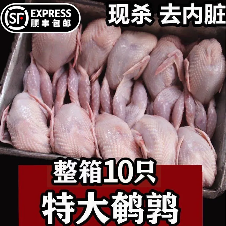 现杀鹌鹑放血大号鹌鹑肉去内脏新鲜冷冻白条鹌鹑肉油炸烧烤炖汤